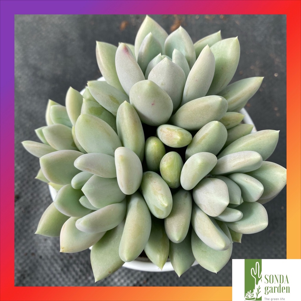 Sen đá sỏi xám bụi nhiều đầu SONDA Garden size trung bình 10-12cm lỗi 1 đổi 1