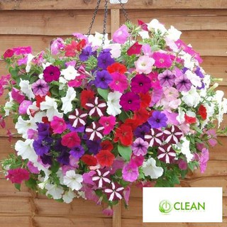 Hạt giống Dạ yến thảo nhiều màu (50 hạt)