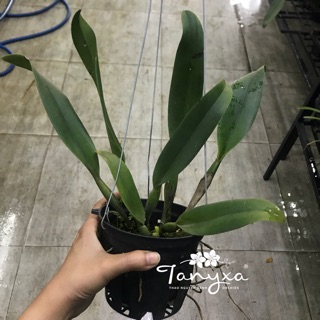 Cattleya Cây Trưởng Thành