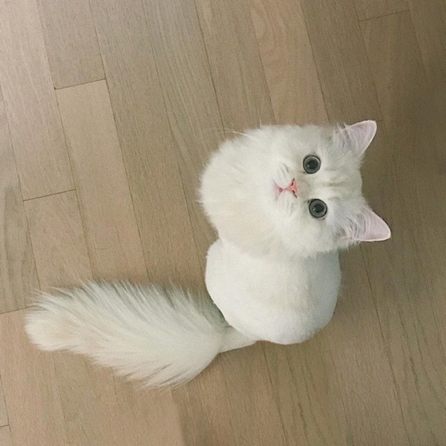 Đơn 150k ^^