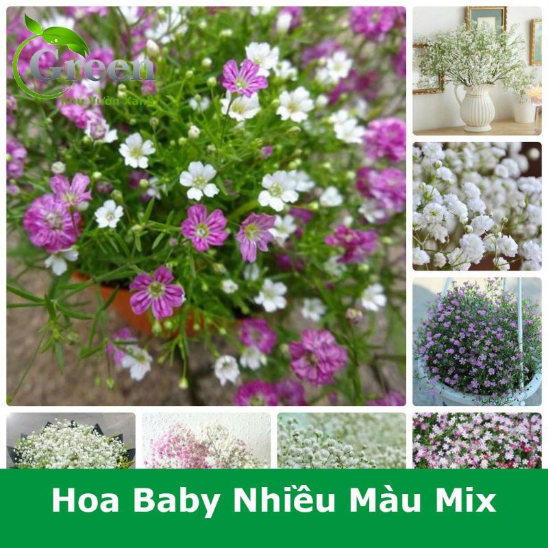 Hạt Giống Hoa Baby Mix Nhiều Màu Cực Dễ Trồng, Cực Đẹp