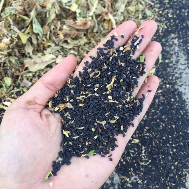 Hạt mè đen làm sạch