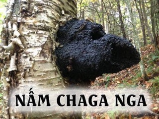 NẤM CHAGA NGA (1kg) ( HSD 12/2023)