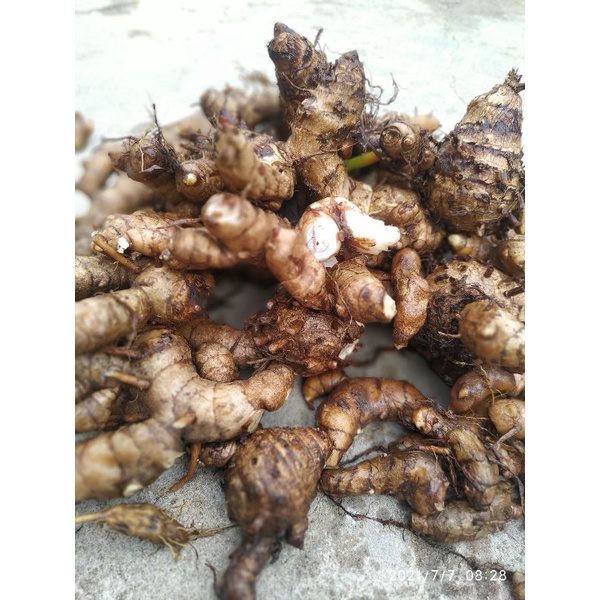 Củ nghệ đen tươi 1 ký