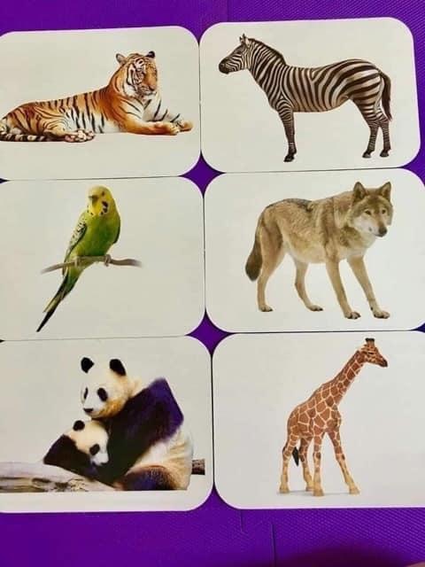 Bộ thẻ 15 chủ đề