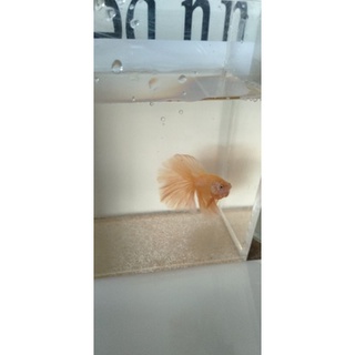 Betta Fancy Haftmoon