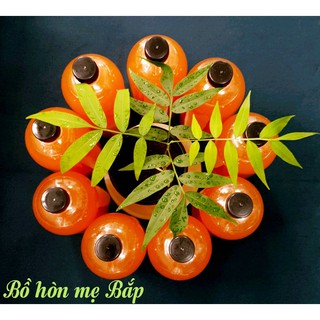 Enzym bồ hòn