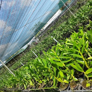 Hoa Lan Dendro Nắng Thỏ Tím