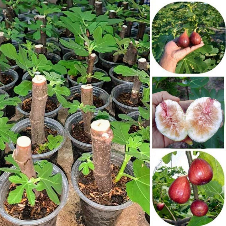 Combo 2 Cây sung mỹ giống chuẩn Brown Turkey