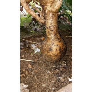 Cây ngô đồng (Sen Lục Bình)