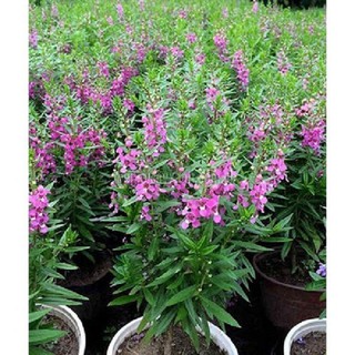 CHẬU HOA VIOLET NHẬT