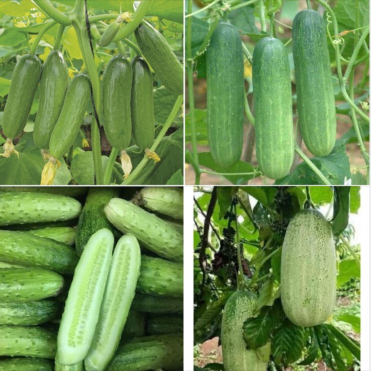 Hạt giống Dưa Chuột F1 Các Loại , Chịu Nhiệt, Trồng Quanh Năm, Dễ Trồng, Năng Suất Cao - Khang Nông Seeds