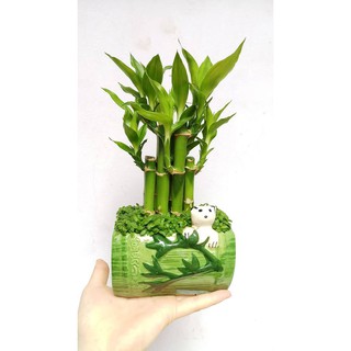 CHẬUH CÂY TRÚC LỘC, CÂY TRÚC PHÚ QUÝ