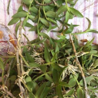 Hạc vĩ thiên cung