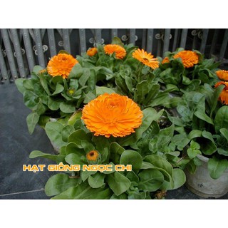 Hạt Giống Hoa Cúc Susi - 100 Hạt