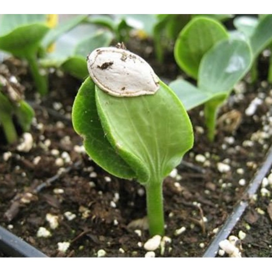 HẠT GIỐNG BÍ ĐỎ TRÁI DÀI, BÍ RỢ, BÍ SÁP - GÓI 10 GRAM