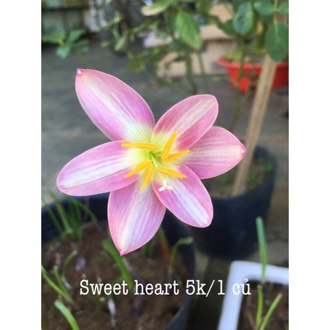 Củ huệ mưa ngoại Sweet Heart bảo hành mặt hoa
