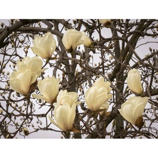 COMBO 5 GÓI HẠT GIỐNG HOA MỘC LAN MIXX MÀU