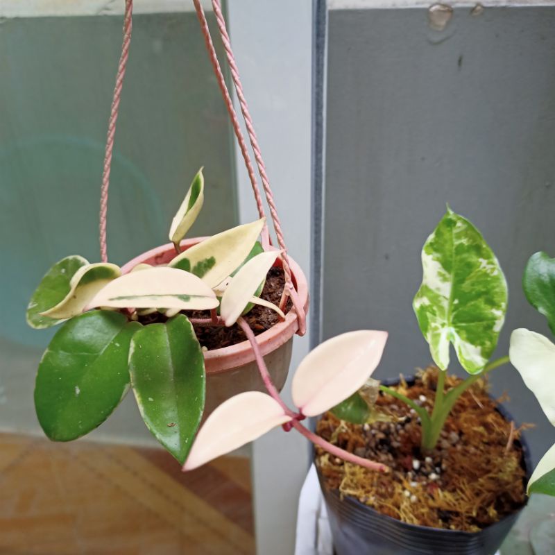 Chậu cây lan cẩm cù var - hoya carnosa krimson princess - tam sắc cầu lan- ship toàn quốc