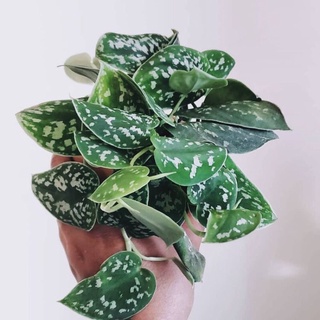 Trầu bà pháp