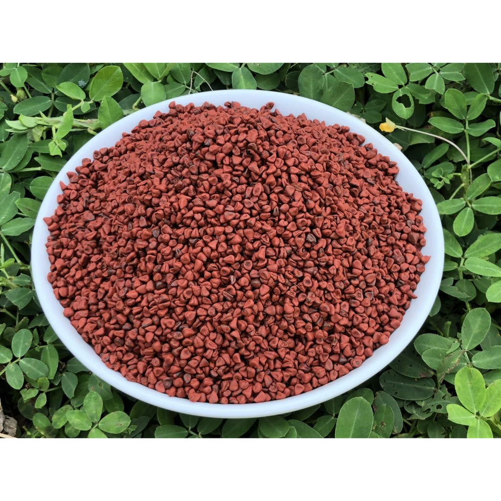 Hạt điều đỏ tạo màu - SỈ GIÁ TỐT