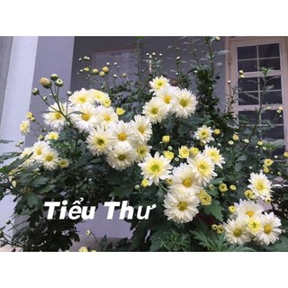 Cúc Tiểu Thư, Cúc trồng lâu năm, dễ chăm dễ sống, ko sâu bệnh dành cho người mới chơi