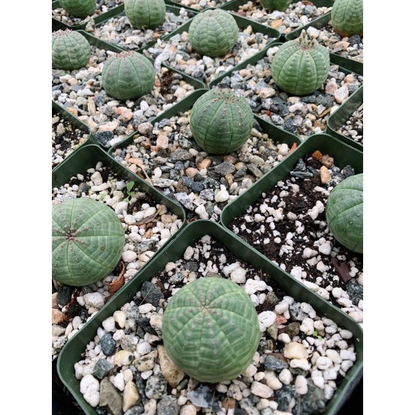 Siêu sale 50% _ Xương Rồng Obesa Không Gai Rất Đẹp.