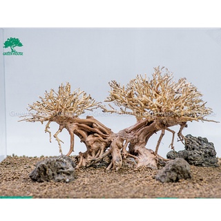 Lũa Bonsai, Lũa thủy sinh dùng trang trí hồ cá cảnh, hồ thủy sinh, văn phòng, nhà cửa- NHÀ XANH