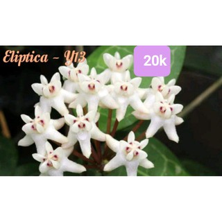 Cẩm cù eliptica - số 13