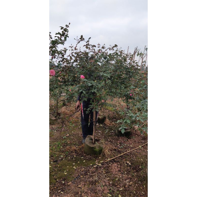 Hồng tree cổ sapa