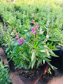 Cây violet Nhật, cây hoa singum