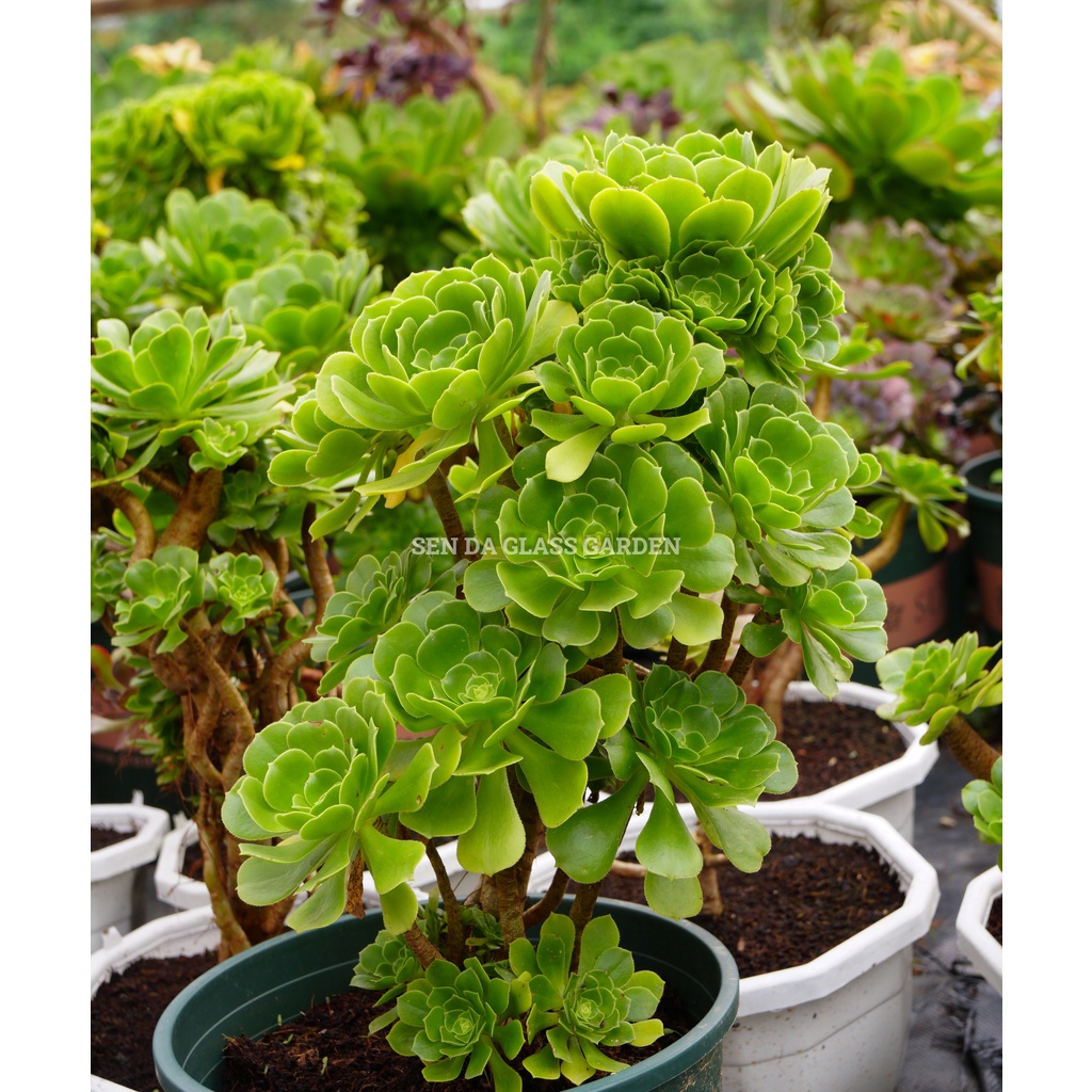 Sen đá Aeonium xanh GLASS GARDEN size đại 30cm nhiều đầu , thuần khí hậu Đà Lạt
