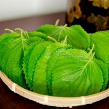 100 hạt giống cây lá vừng hàn quốc SHOP MỚI KHYẾN MẠI GIÁNG SINH