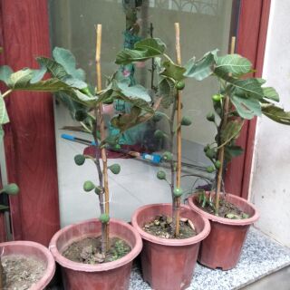 Cây sung mỹ có quả