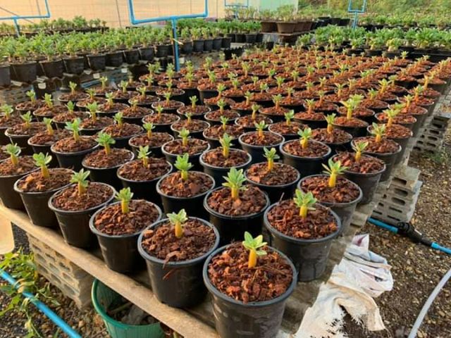 20 hạt giống sứ Thái Lan cánh kép 60k