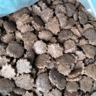 [FREESHIP 99K TOÀN QUỐC] 1kg Hạt gấc sạch đã phơi khô.cho xem hàng trước