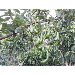 cây bơ 034 siêu trái
