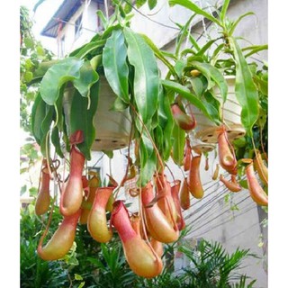 Hạt giống cây bắt mồi nắp ấm ( 10 hạt -  3 viên nén xơ dừa ươm hạt )