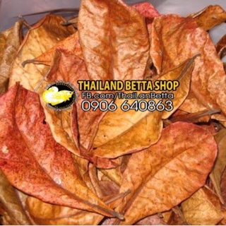 LÁ BÀNG KHÔ DÙNG CHO CÁ CẢNH BETTA, GUPPY, RỒNG, DĨA...