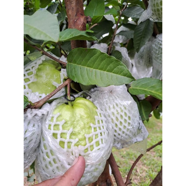 Xốp Bọc Ổi 14 cm lồng sẵn thun và túi nilong - 1 ký - khoảng 400 cái.
