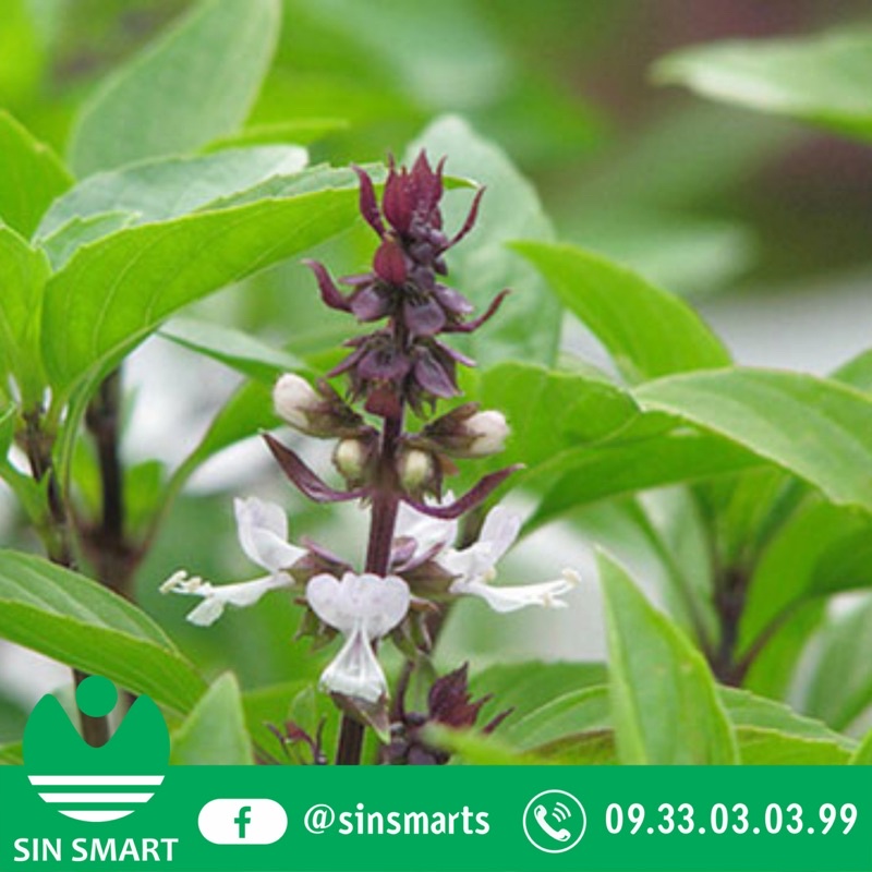 Gói hạt giống rau quế, sinh trưởng khoẻ, năng suất cao