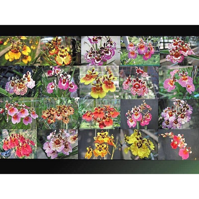 Vũ Nữ Bút Chì - Giao Màu Ngẫu Nhiên - Cây Giông
