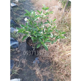 CÂY HOA LÀI CAO TỪ 20-40 CM