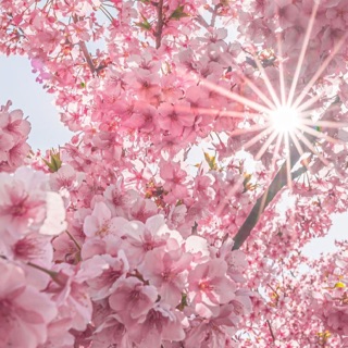 Hàng Nhật_Hana Official