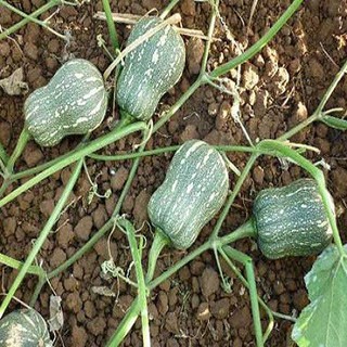 10 Hạt giống Bí đỏ Hạt đậu   