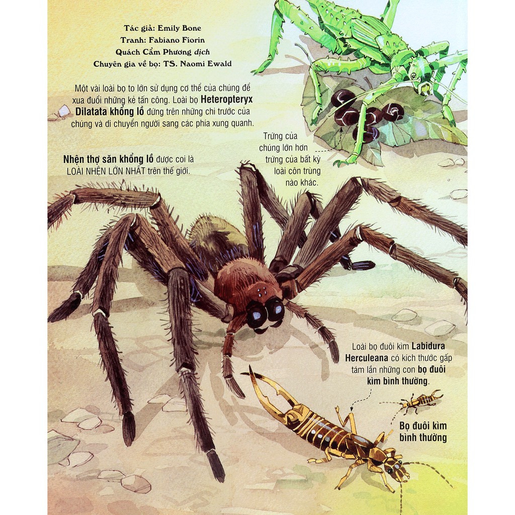 Sách - Cuốn Sách Khổng Lồ Về Những Con Bọ - (Big Book Of Big Bugs) | BigBuy360 - bigbuy360.vn