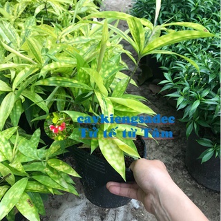 caykiengsadec cây trúc Nhật + tặng phân bón-hoa kiểng lá-trang trí nội thất cảnh quan sân vườn ngoài trời