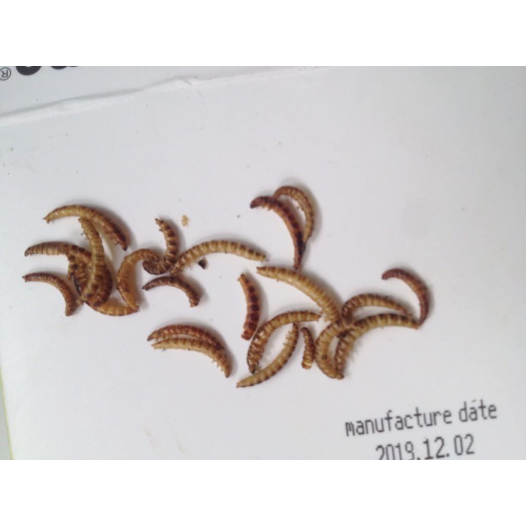 Sâu gạo sấy khô 100g cho Hamster, Sóc, Nhím...