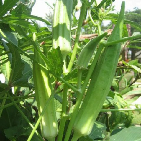 Hạt giống đậu bắp xanh (tặng phân)