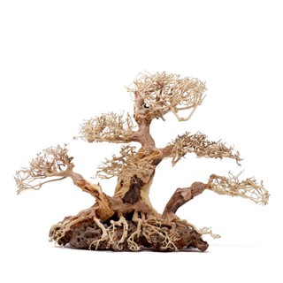 Bonsai Cổ Thụ Đế Đá 3 Thân Size 20x15